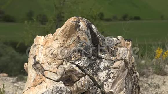 石化的树皮视频的预览图