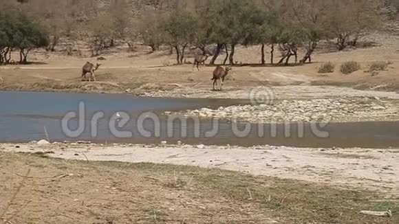 WadiDharbat的骆驼视频的预览图