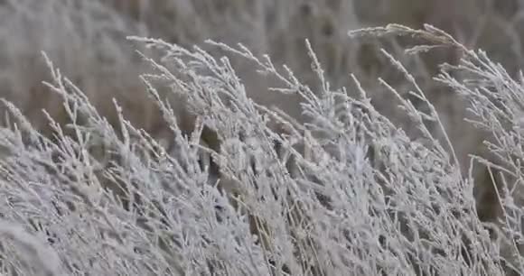 冬天有霜的植物视频的预览图