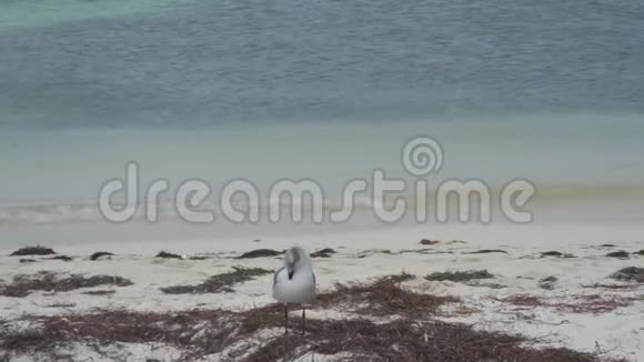 海洋海滩上的海鸥视频的预览图