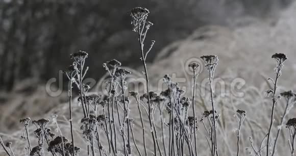 冬天有霜的植物视频的预览图