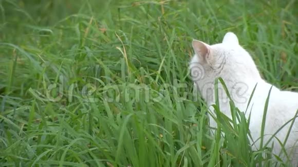 猫在草地上行走视频的预览图