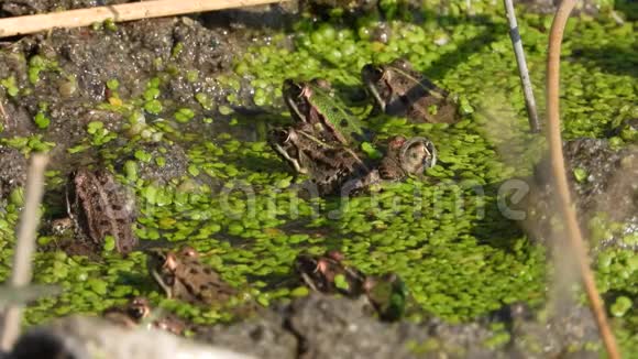 水扁豆中的青蛙视频的预览图