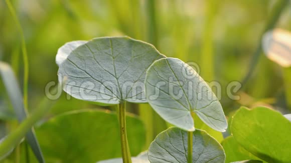 一种野生草本植物的特写视频的预览图