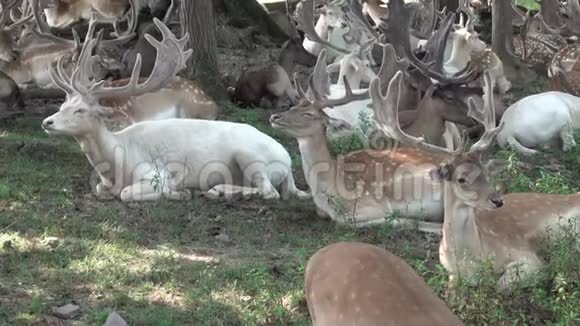 森林里的浅鹿视频的预览图