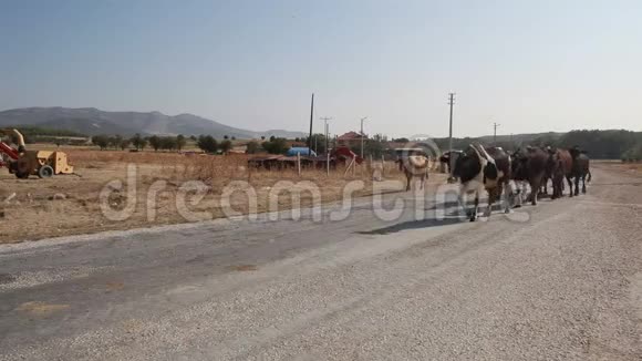 在土耳其奶牛在沥青上行走视频的预览图