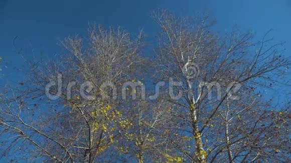 秋天的杨树视频的预览图