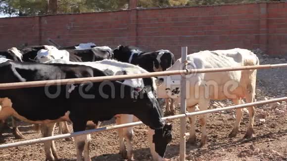 土耳其还在谷仓里饲养奶牛等待记忆视频的预览图