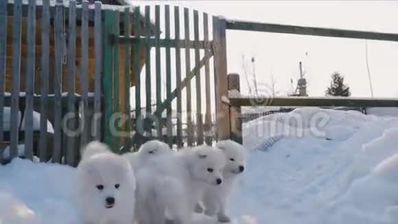 小狗在雪地里奔跑视频的预览图