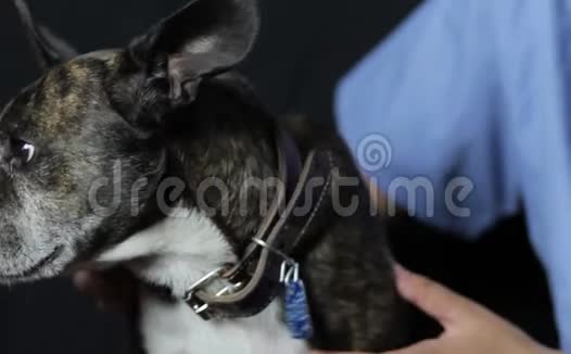 兽医抚摸一只可爱的狗视频的预览图