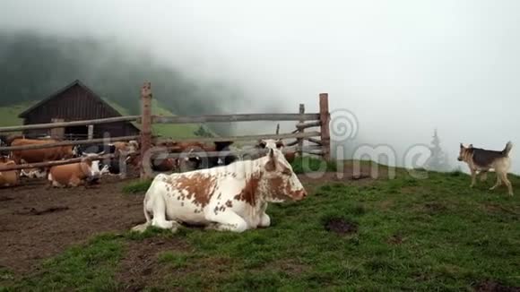 山区养牛场视频的预览图