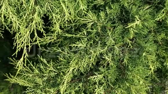 西紫杉木是柏科常绿针叶树绿植抽象背景视频的预览图