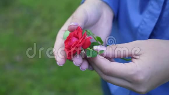 女孩手中的红玫瑰视频的预览图