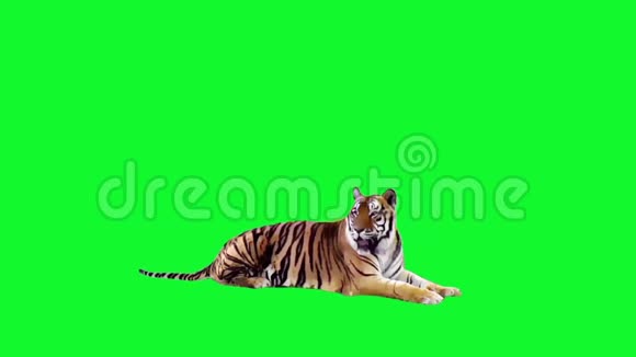 老虎坐在绿色屏幕上视频的预览图