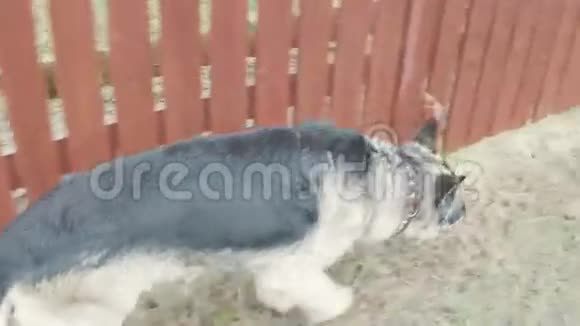 狗在篱笆上撒尿视频的预览图