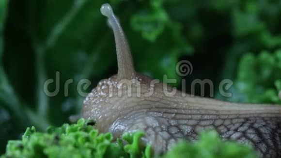 非洲大蜗牛视频的预览图