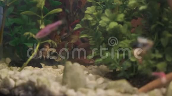 水族馆里的鱼和植物视频的预览图