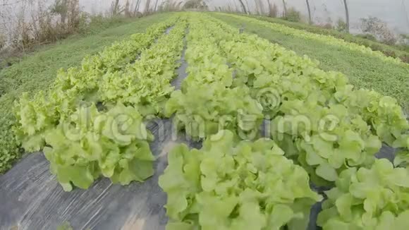 有生菜的温室视频的预览图