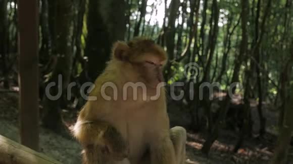 手生猴子视频的预览图