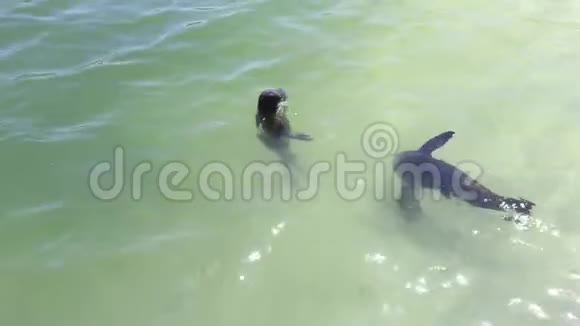 南非海水中的海豹视频的预览图