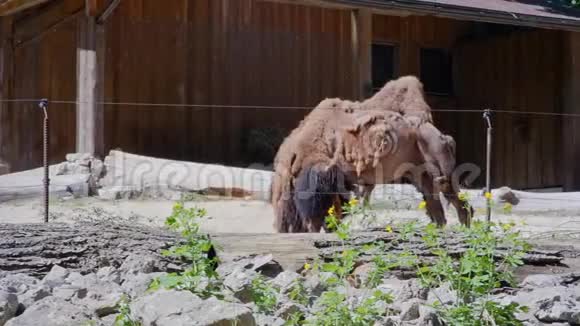 动物园的骆驼视频的预览图