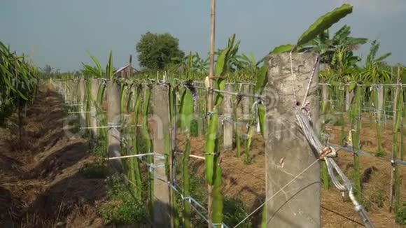 在越南农场的技术平台上种植龙果园视频的预览图