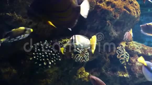 明亮的热带鱼在珊瑚中游动视频的预览图