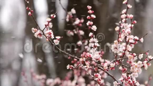 雪中樱花视频的预览图