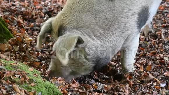 新森林里的野猪视频的预览图
