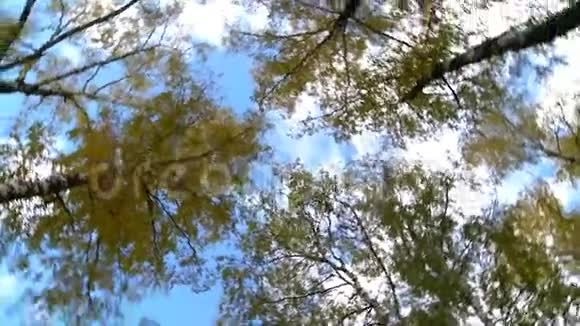 天空树木旋转视频的预览图