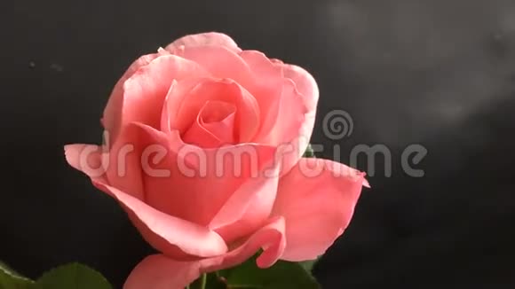漂亮的粉红色玫瑰盛开视频的预览图