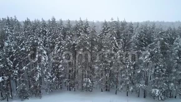 冬天的松林视频的预览图