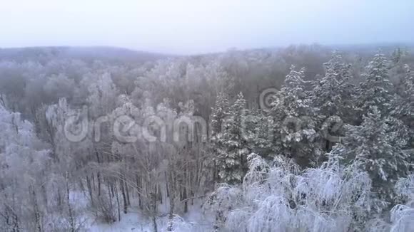郁郁葱葱的冬林视频的预览图
