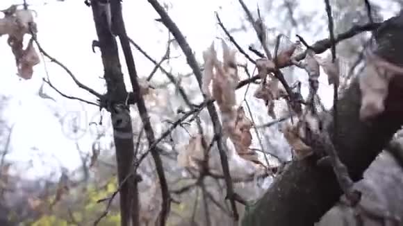 秋冬林在动视频的预览图