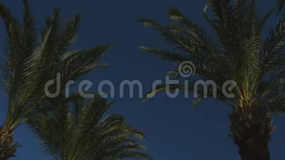 蓝天上的棕榈树视频的预览图