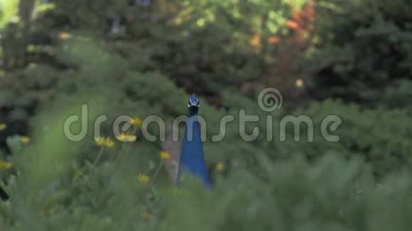 草里的孔雀视频的预览图