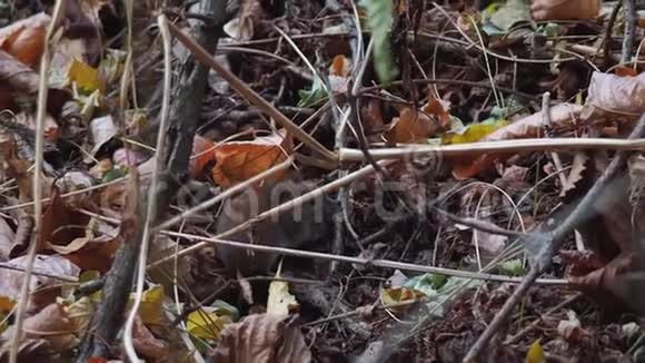 森林里的木头老鼠视频的预览图