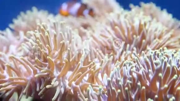 小丑鱼和海葵视频的预览图