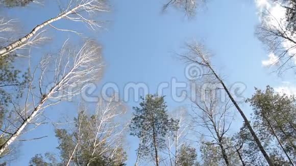 树木对蓝天的看法视频的预览图
