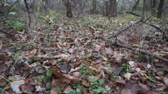 秋冬林在动视频的预览图