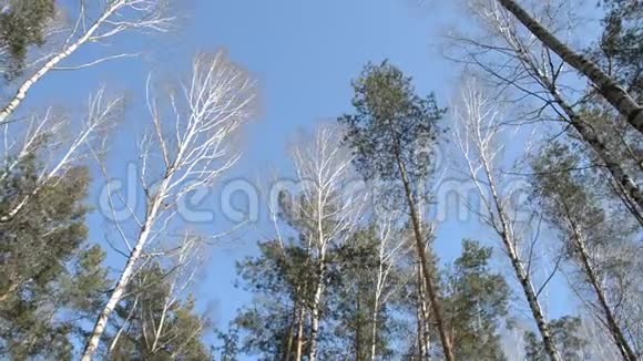 树木对蓝天的看法视频的预览图