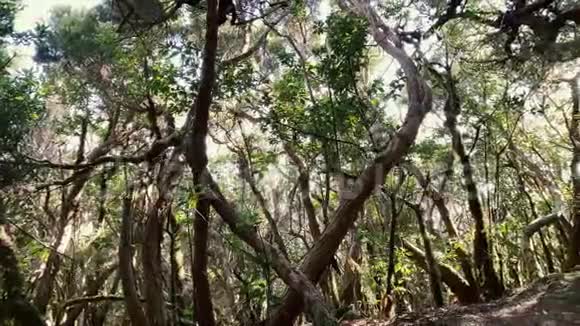 女人在雨林里旅行视频的预览图