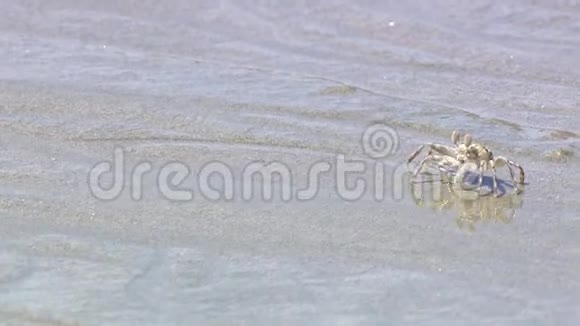 海滩上的小螃蟹视频的预览图