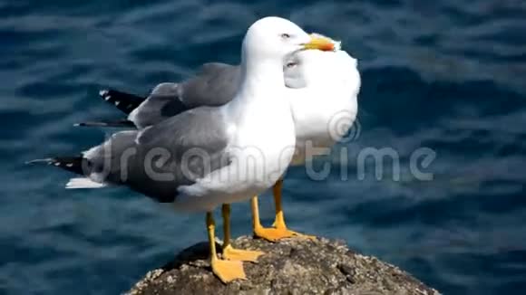 海鸥在海中的岩石上视频的预览图