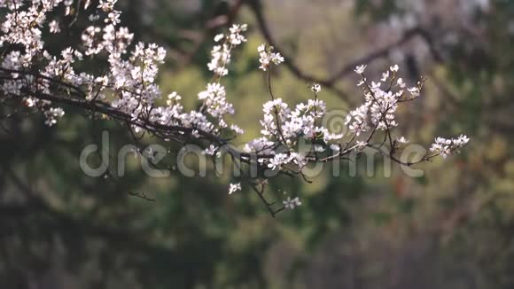 在春天绽放的枝条视频的预览图