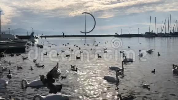 利曼湖上的天鹅和鸭子视频的预览图