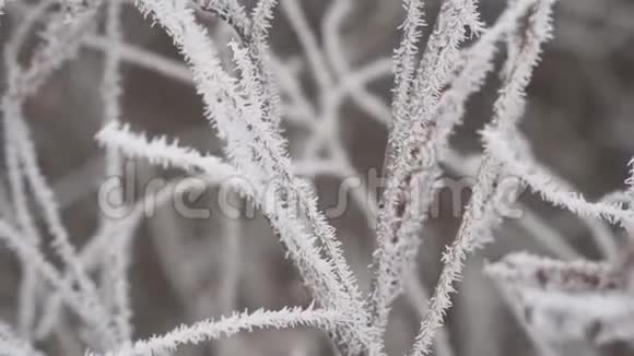 细枝上的海霜视频的预览图