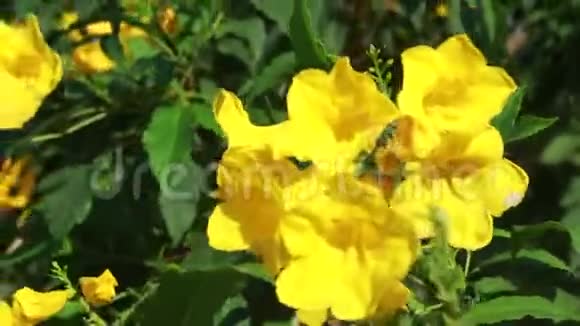 花园里的黄花视频的预览图