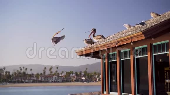 屋顶上的海鸟群视频的预览图