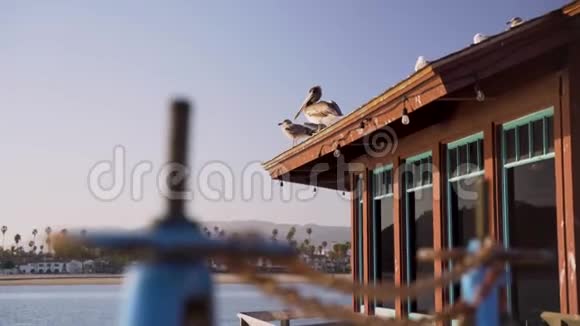 屋顶上的海鸟群视频的预览图